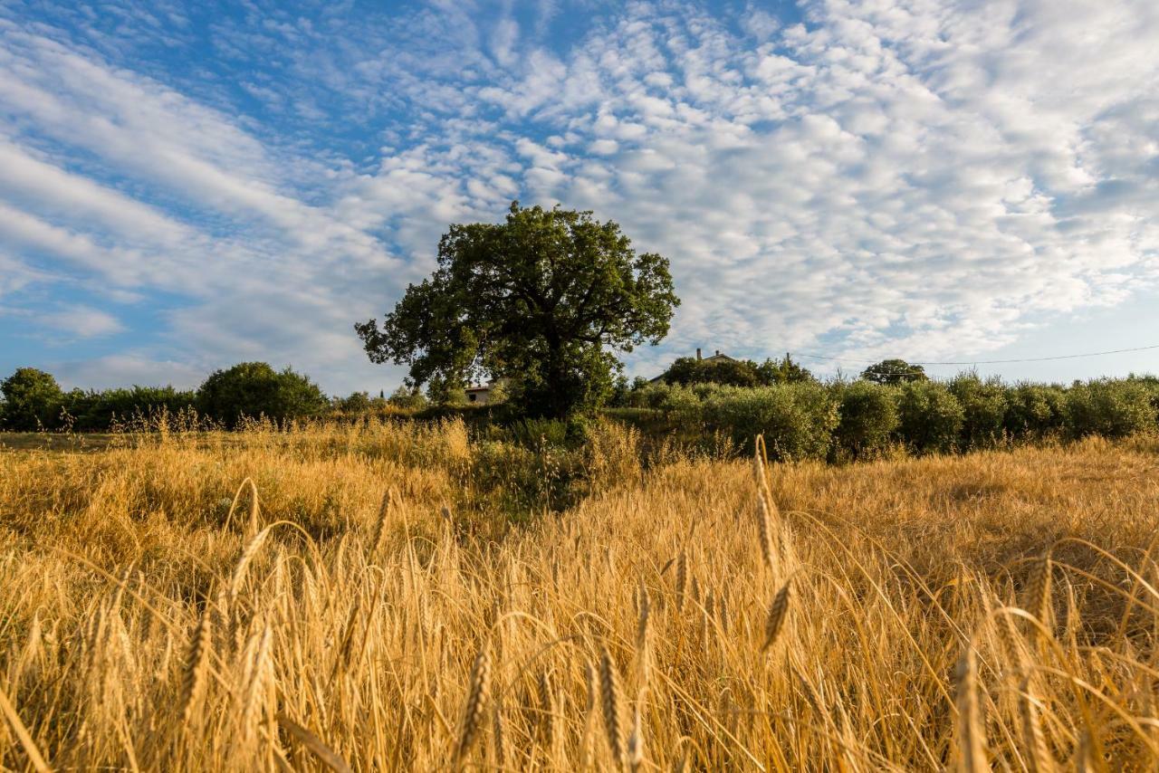 Agriturismo San Nicolo Montecastelli Pisano Экстерьер фото
